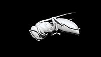 Wasp 3D CT scan model decimate 8 percent