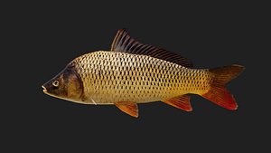 Carp 3D