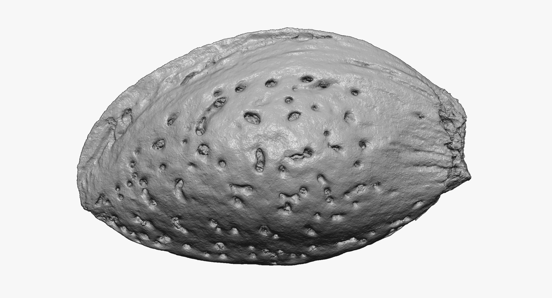 Almond Shell 04 Raw 3D Model - TurboSquid 1530387
