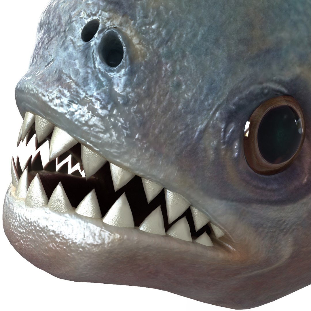 3d piranha modelled https://p.turbosquid.com/ts-thumb/Lh/XqrMoA/13FOq0fo/piranha_13/jpg/1322431022/1920x1080/fit_q87/6b671c77e2716827a3daf2561ad3df54288294f0/piranha_13.jpg