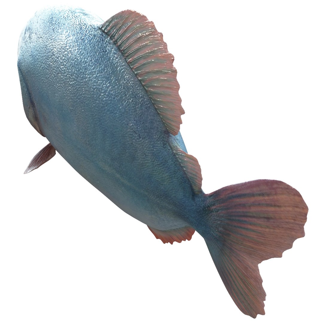 3d piranha modelled https://p.turbosquid.com/ts-thumb/Lh/XqrMoA/5Ac1g6Rp/piranha_10/jpg/1322431021/1920x1080/fit_q87/2e1e57c7fbcaa9117a9b948d6a7cb8751354fd02/piranha_10.jpg
