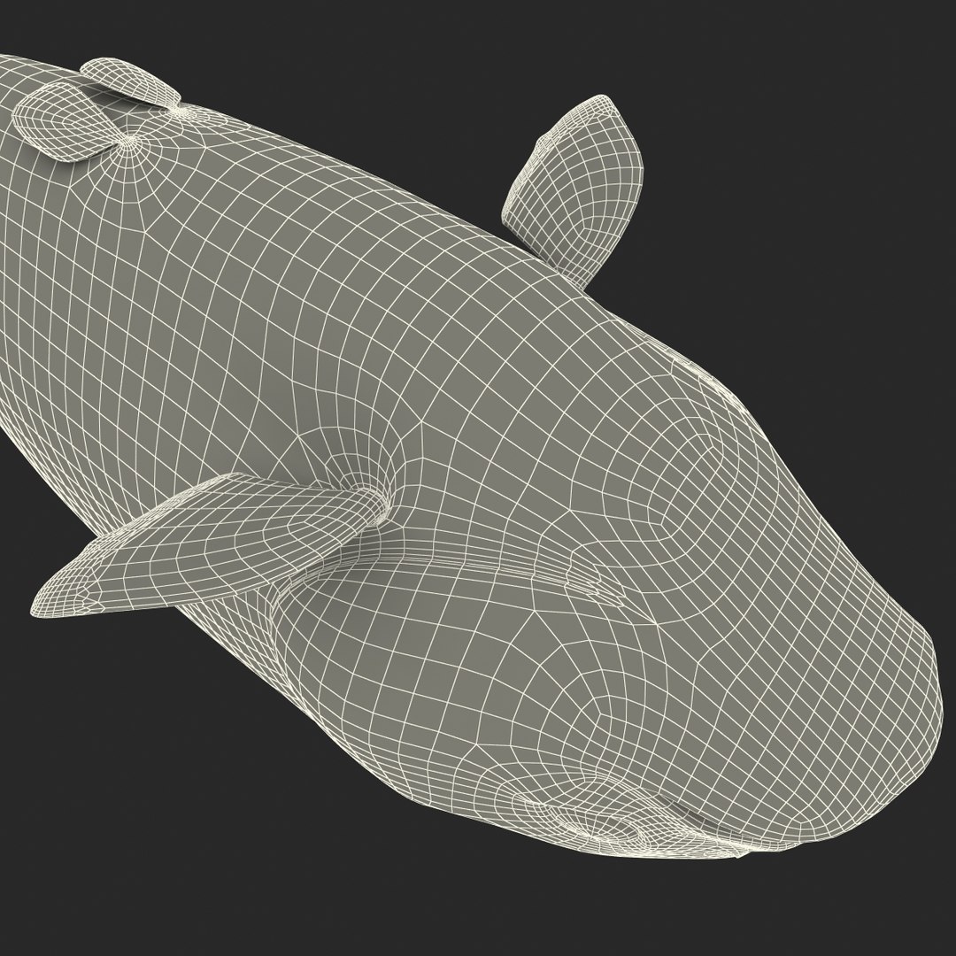 3d piranha modelled https://p.turbosquid.com/ts-thumb/Lh/XqrMoA/B97IcSeM/piranha_32/jpg/1322431022/1920x1080/fit_q87/25636bdef11361cfd7869b33329313c4168b6a71/piranha_32.jpg