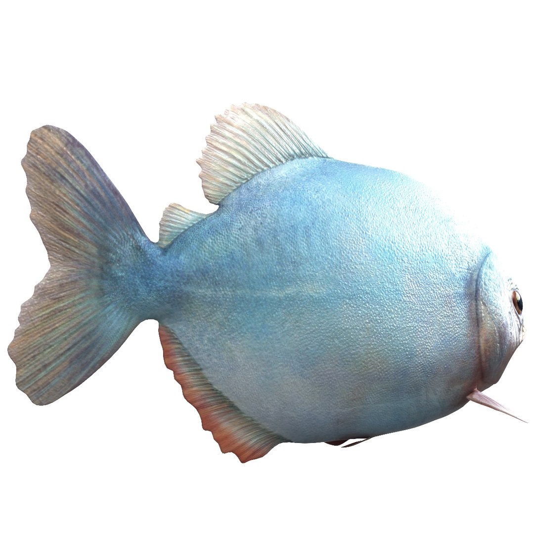 3d piranha modelled https://p.turbosquid.com/ts-thumb/Lh/XqrMoA/BGKE2qoa/piranha_08/jpg/1322431021/1920x1080/fit_q87/989b5cdb101f63d3186ed32dbf4728e8e998ec2c/piranha_08.jpg