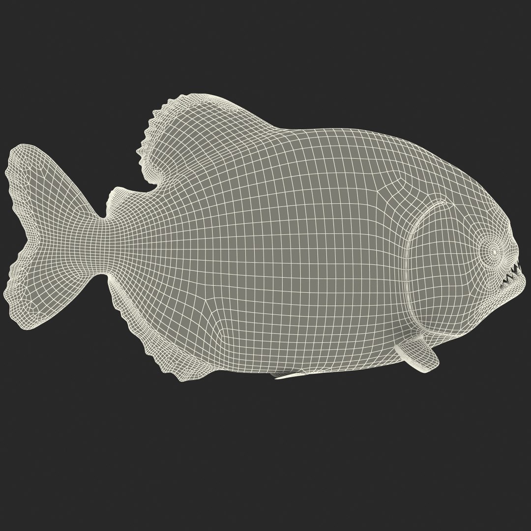 3d piranha modelled https://p.turbosquid.com/ts-thumb/Lh/XqrMoA/G5rFOKZj/piranha_19/jpg/1322431022/1920x1080/fit_q87/788413c4c871b991cd3c400bebc11dd59f8ed78d/piranha_19.jpg
