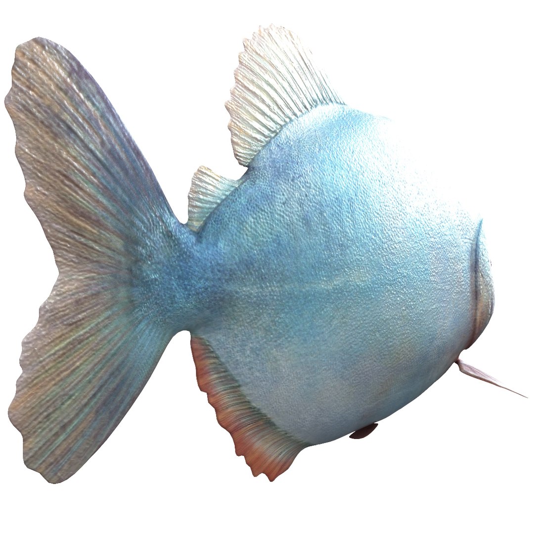 3d piranha modelled https://p.turbosquid.com/ts-thumb/Lh/XqrMoA/H4P5XhSX/piranha_09/jpg/1322431021/1920x1080/fit_q87/63fd0985af87e0d67a8a43f394fb72334b2d3bf9/piranha_09.jpg