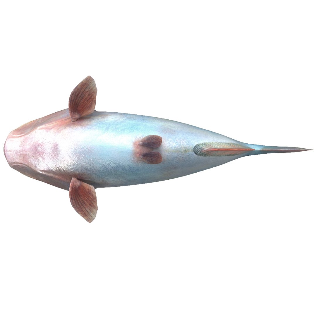 3d piranha modelled https://p.turbosquid.com/ts-thumb/Lh/XqrMoA/NLhBEKRa/piranha_05/jpg/1322431021/1920x1080/fit_q87/c90e097054cc8c4d1f8b61198c2068018bf3269b/piranha_05.jpg