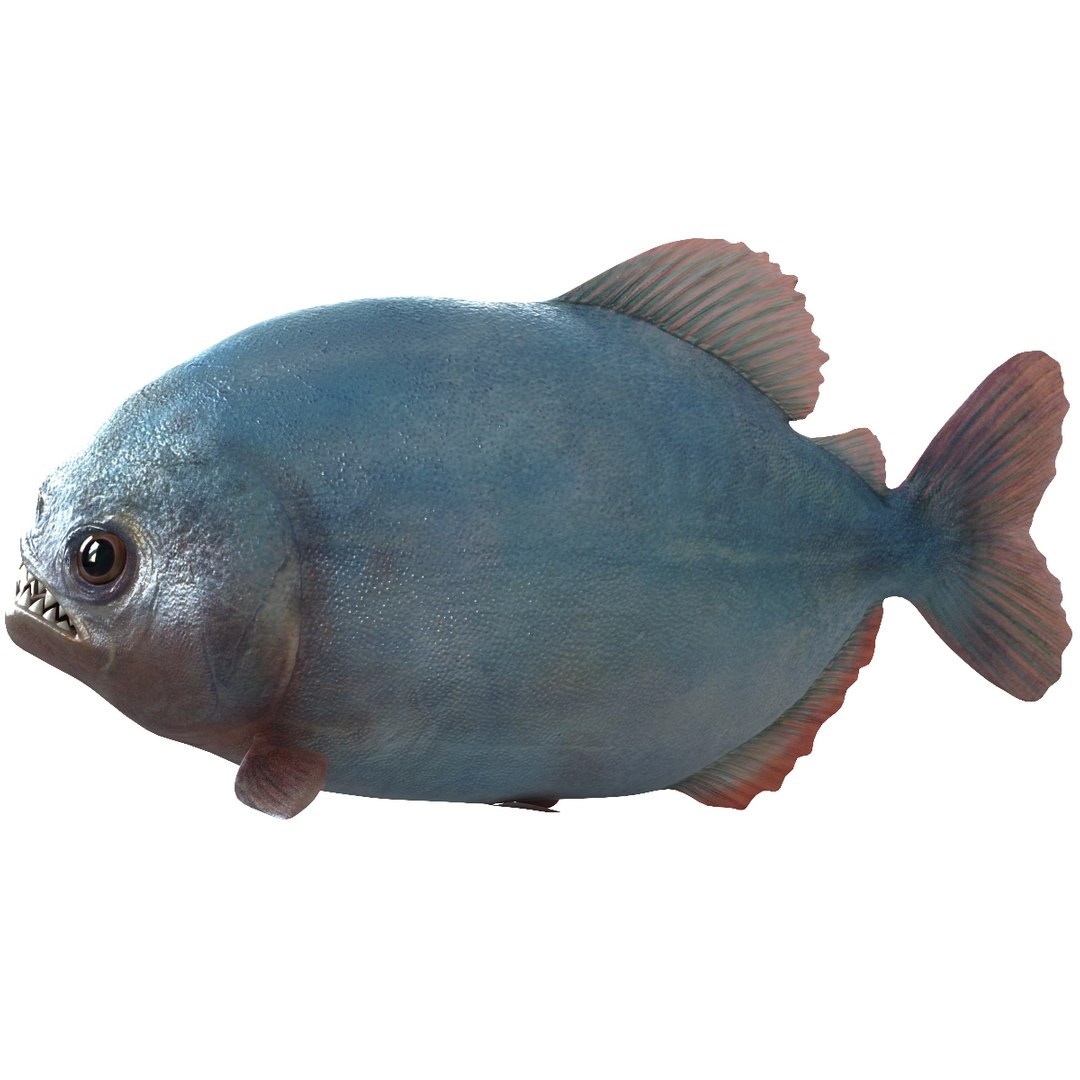 3d piranha modelled https://p.turbosquid.com/ts-thumb/Lh/XqrMoA/XIepFZMn/piranha_03/jpg/1322431021/1920x1080/fit_q87/b64013700dd04972ccc3a7cad21b11bc63e34a08/piranha_03.jpg
