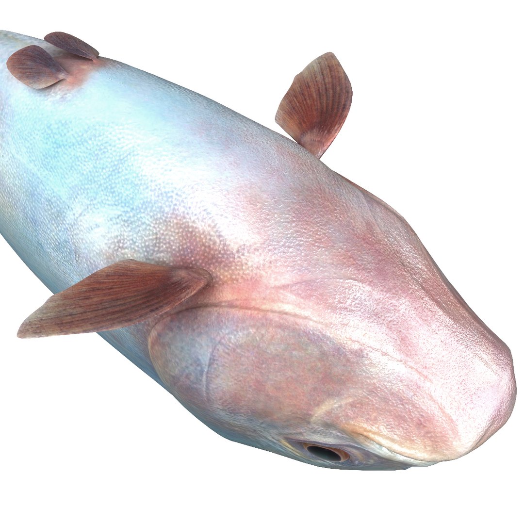 3d piranha modelled https://p.turbosquid.com/ts-thumb/Lh/XqrMoA/XgzNlfIf/piranha_15/jpg/1322431022/1920x1080/fit_q87/36a8188dd025255afd82cdd80c691f1b26b8cee6/piranha_15.jpg