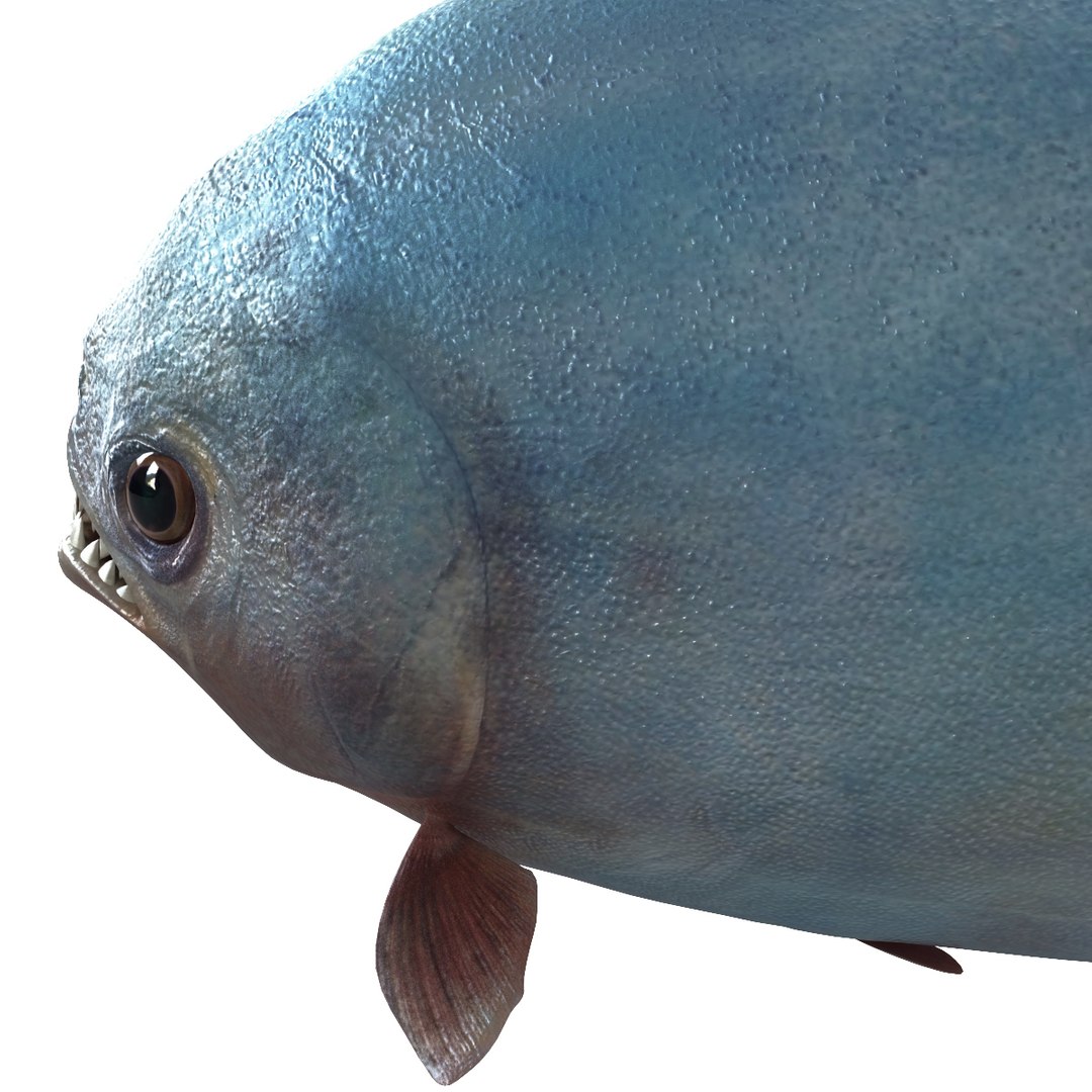 3d piranha modelled https://p.turbosquid.com/ts-thumb/Lh/XqrMoA/YbOpOaRd/piranha_11/jpg/1322431021/1920x1080/fit_q87/b51ada6336caae867e38cf9e0fedf1d85b598919/piranha_11.jpg