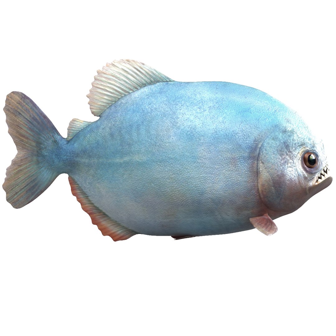 3d piranha modelled https://p.turbosquid.com/ts-thumb/Lh/XqrMoA/diUZ6ZRn/piranha_02/jpg/1322431021/1920x1080/fit_q87/1618a16cf34392becefec33584bd229f6593faf1/piranha_02.jpg