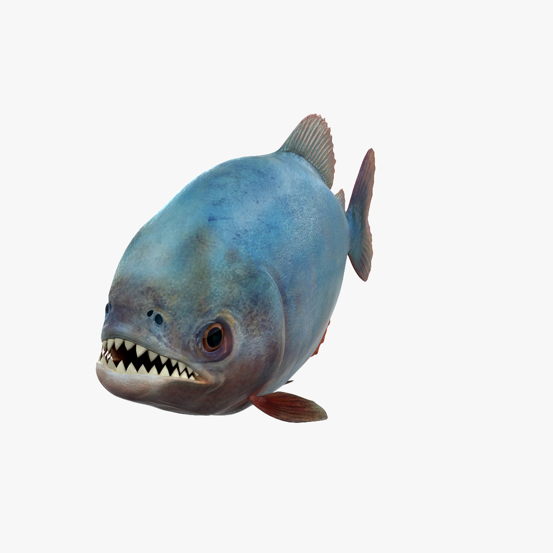 3d piranha modelled https://p.turbosquid.com/ts-thumb/Lh/XqrMoA/dyT94RsP/piranhatt/jpg/1335809778/1920x1080/turn_fit_q99/9842806c0f0357d71e156e8efcc779de8061bfa8/piranhatt-1.jpg