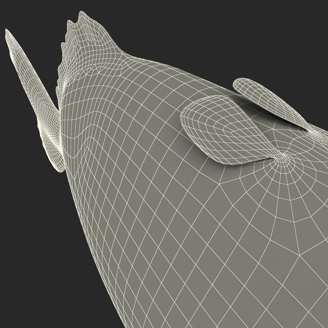 3d piranha modelled https://p.turbosquid.com/ts-thumb/Lh/XqrMoA/fL6H4BrG/piranha_34/jpg/1322431022/1920x1080/fit_q87/1830823a94d64e2ffd66107c0a74c2a126eea860/piranha_34.jpg