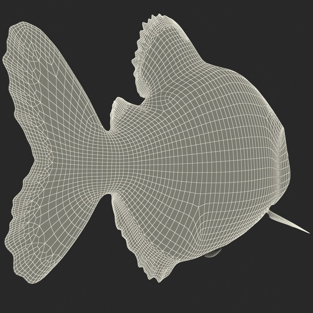 3d piranha modelled https://p.turbosquid.com/ts-thumb/Lh/XqrMoA/j8GPAGrh/piranha_26/jpg/1322431022/1920x1080/fit_q87/891fdd0afff8721f003ba31c97390df4d4148d10/piranha_26.jpg