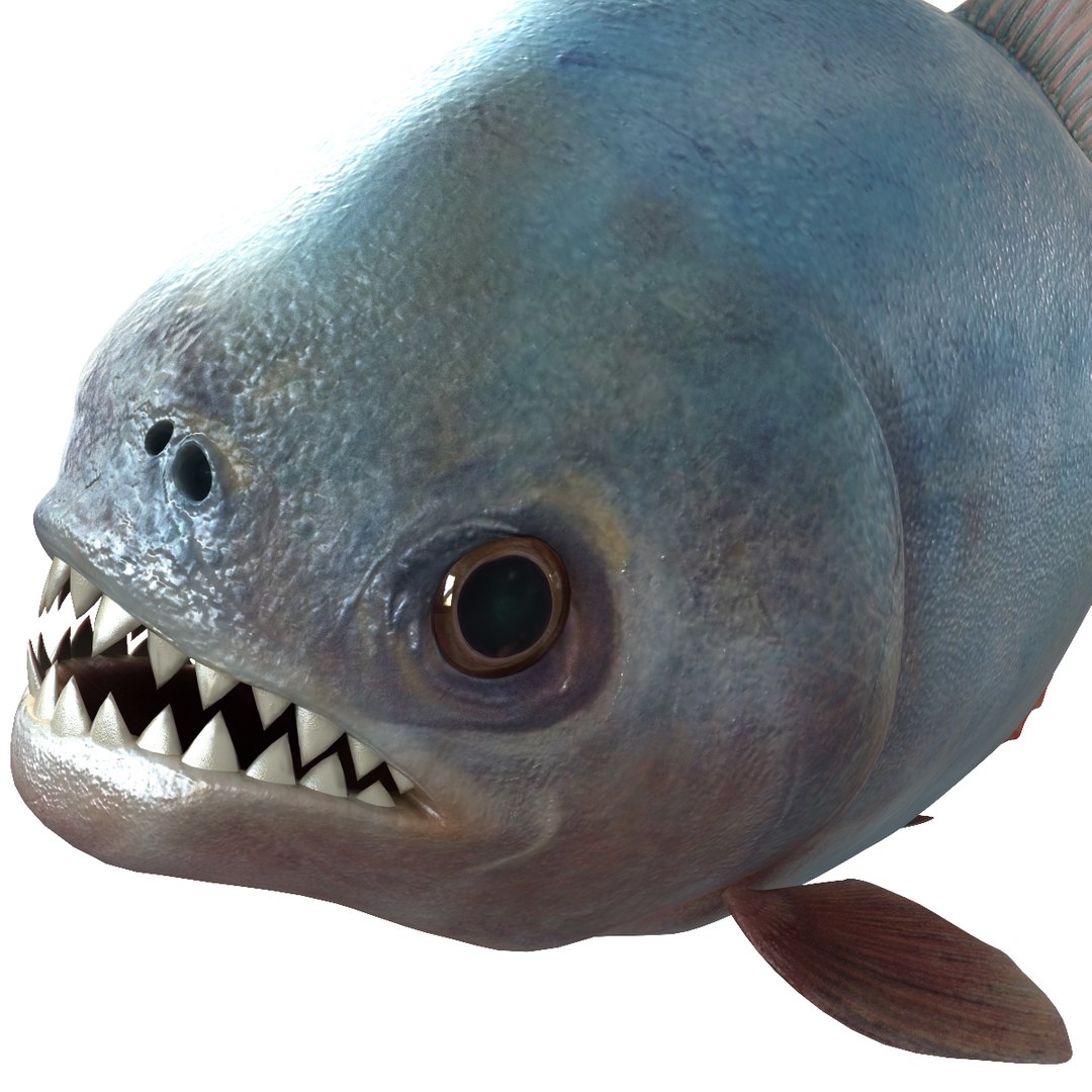 3d piranha modelled https://p.turbosquid.com/ts-thumb/Lh/XqrMoA/noi1uOGJ/piranha_12/jpg/1322431022/1920x1080/fit_q87/8e3c708ac214db76fae207832f2e097f2d3aa526/piranha_12.jpg