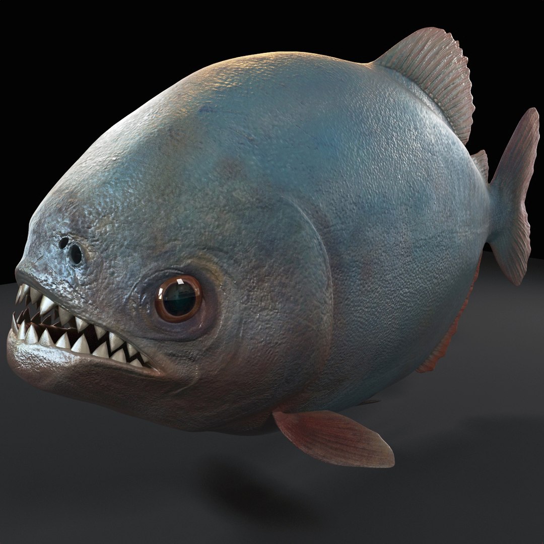 3d piranha modelled https://p.turbosquid.com/ts-thumb/Lh/XqrMoA/o7jMOM6F/piranha_01/jpg/1322431021/1920x1080/fit_q87/f0ad353df875e05e88a8cd2d4593c619f4dcf6c3/piranha_01.jpg