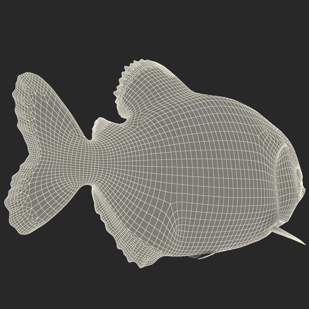 3d piranha modelled https://p.turbosquid.com/ts-thumb/Lh/XqrMoA/ok9AOiwe/piranha_25/jpg/1322431022/1920x1080/fit_q87/4e0feb8537a27179c7022f8710f4f88d3dec193a/piranha_25.jpg