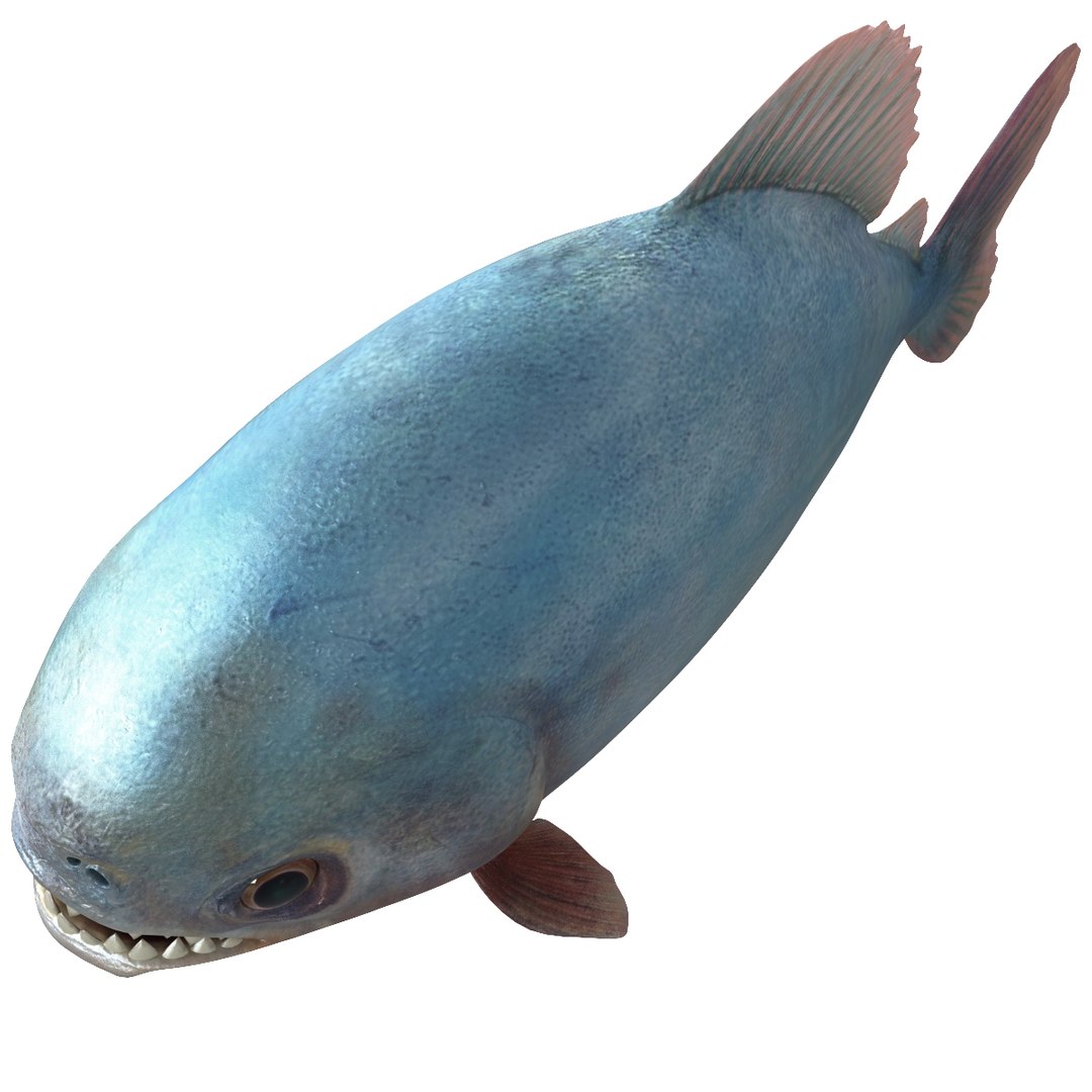 3d piranha modelled https://p.turbosquid.com/ts-thumb/Lh/XqrMoA/qj5RUc27/piranha_06/jpg/1322431021/1920x1080/fit_q87/28955e9e1166e5902169d73574d03288161aaac4/piranha_06.jpg