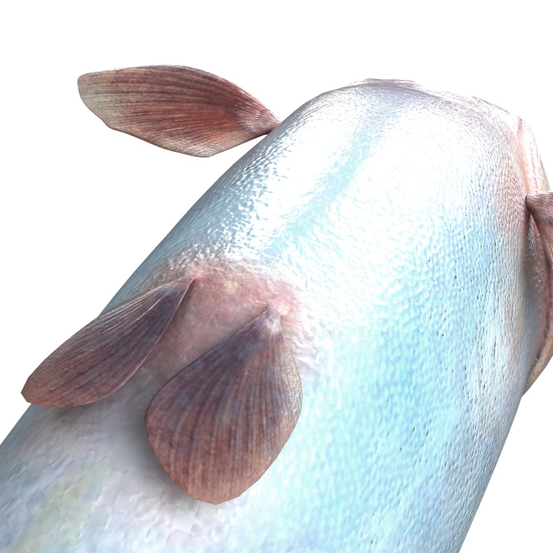 3d piranha modelled https://p.turbosquid.com/ts-thumb/Lh/XqrMoA/r57tdpij/piranha_16/jpg/1322431022/1920x1080/fit_q87/b7039f7a1c0bde647fbe726e9bc7d577a681ef09/piranha_16.jpg