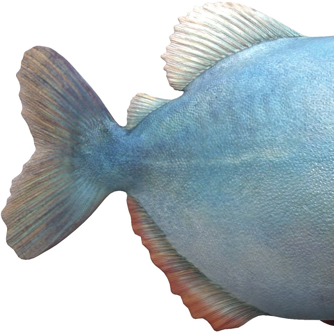 3d piranha modelled https://p.turbosquid.com/ts-thumb/Lh/XqrMoA/uAFongzd/piranha_14/jpg/1322431022/1920x1080/fit_q87/7f633078dec09c67bb3de48d3d87ef2baef8fb66/piranha_14.jpg