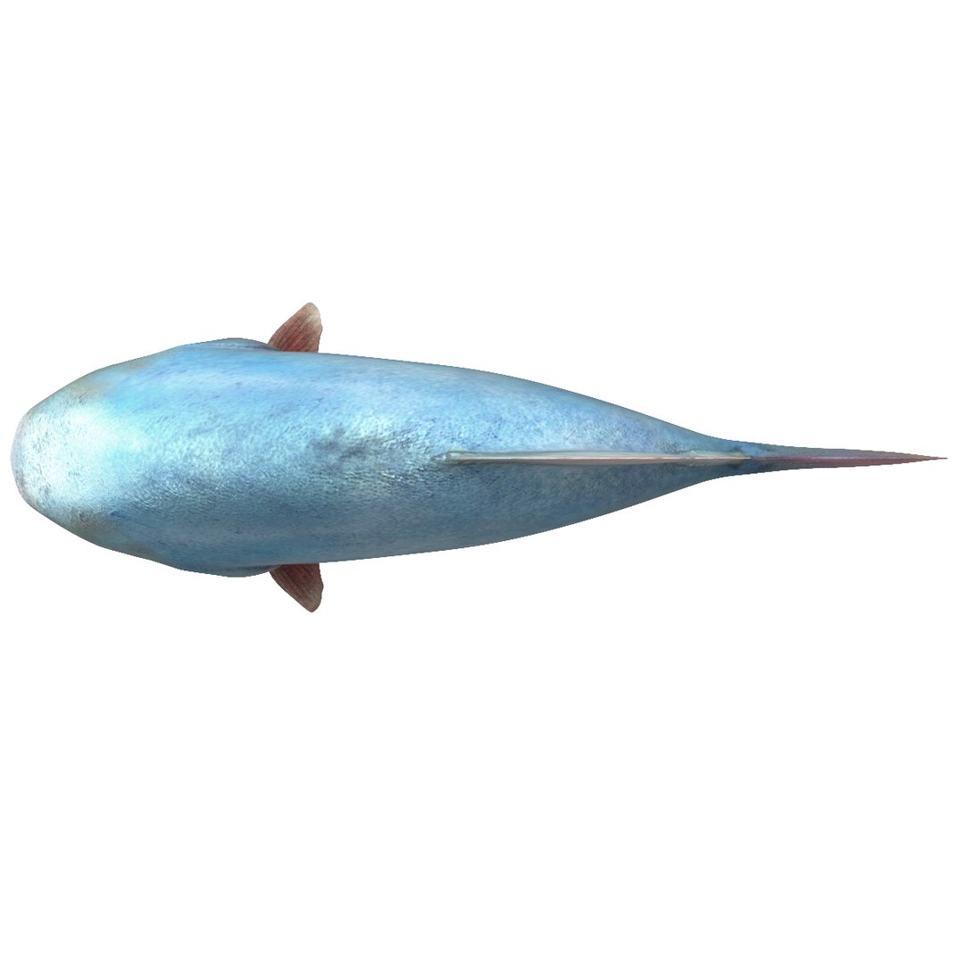 3d piranha modelled https://p.turbosquid.com/ts-thumb/Lh/XqrMoA/uYTEqmff/piranha_04/jpg/1322431021/1920x1080/fit_q87/4c20b0da15990473248b10e0229988befdb5b579/piranha_04.jpg