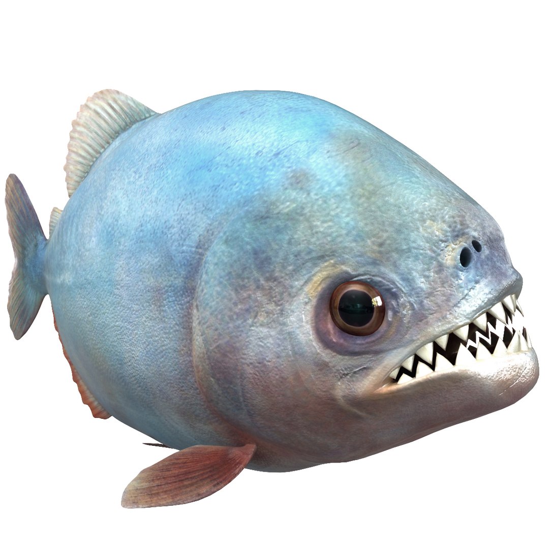 3d piranha modelled https://p.turbosquid.com/ts-thumb/Lh/XqrMoA/zOrk7I5l/piranha_07/jpg/1322431021/1920x1080/fit_q87/3817ae929c6e082e21d6feee64738616c9704439/piranha_07.jpg