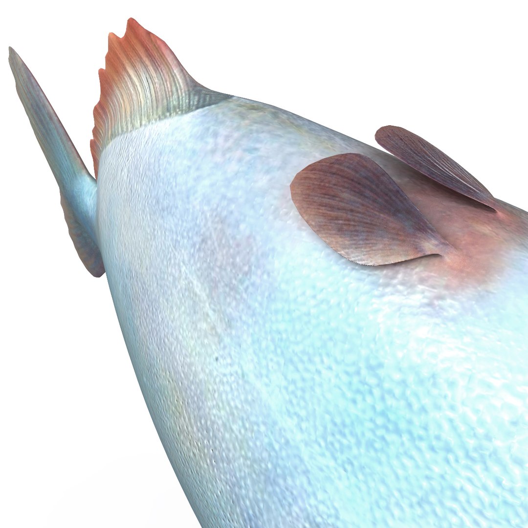3d piranha modelled https://p.turbosquid.com/ts-thumb/Lh/XqrMoA/zmou0gPJ/piranha_17/jpg/1322431022/1920x1080/fit_q87/438a4d886f39eeef6ada1413f0aadbae2781c3d7/piranha_17.jpg