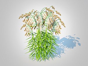 3D Chasmanthium latifolium - Northern Sea Oats