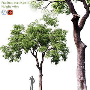 Fraxinus 3D model