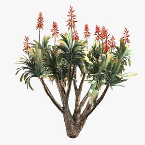 Aloe Plicatilis - Fan Aloe 3D model