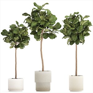 3D model Beautiful Ficus lyrata trees in flowerpots 1267