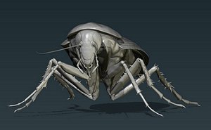 Cockroach 3D model
