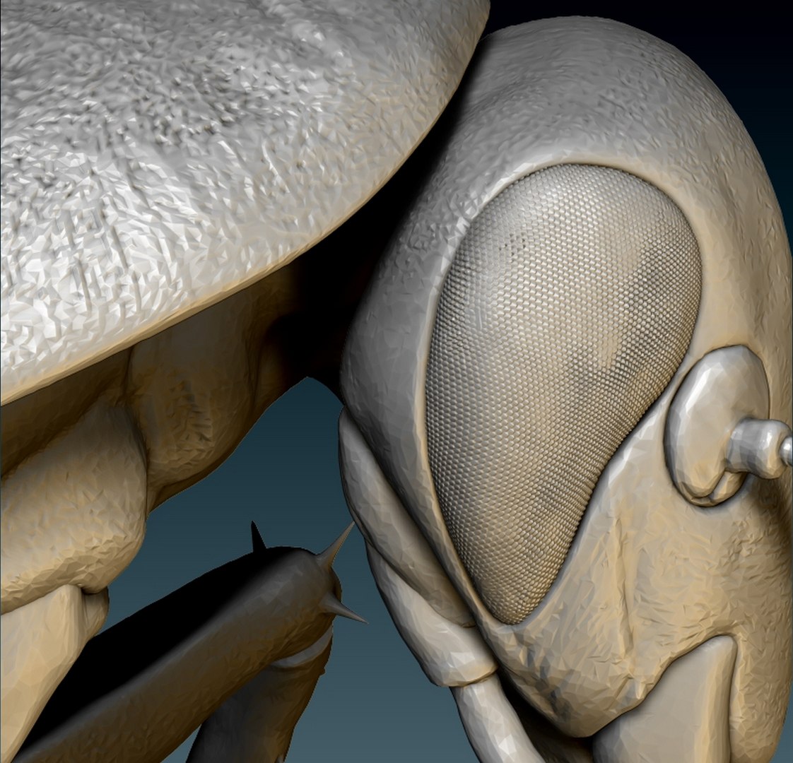 Cockroach 3D Model - TurboSquid 1887955