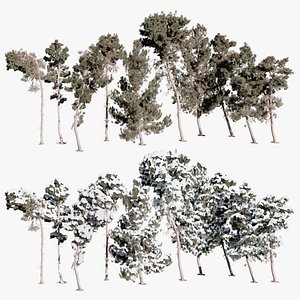 Pine Tree Collection – 10 Photorealistic 3D Scanned Trees
