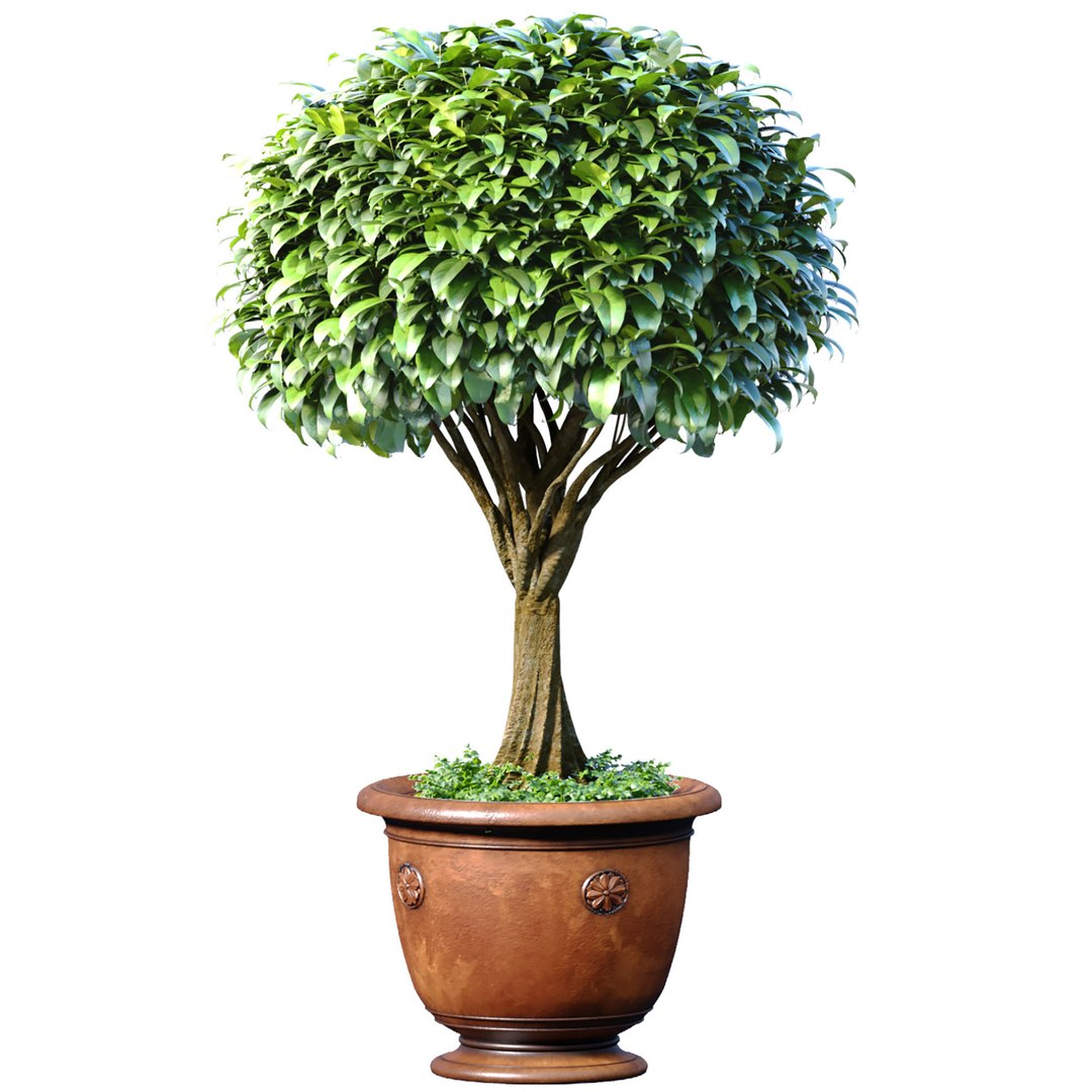 Decorative Garden Tree In A Classic Pot And Flowerpot Plant 3D ...