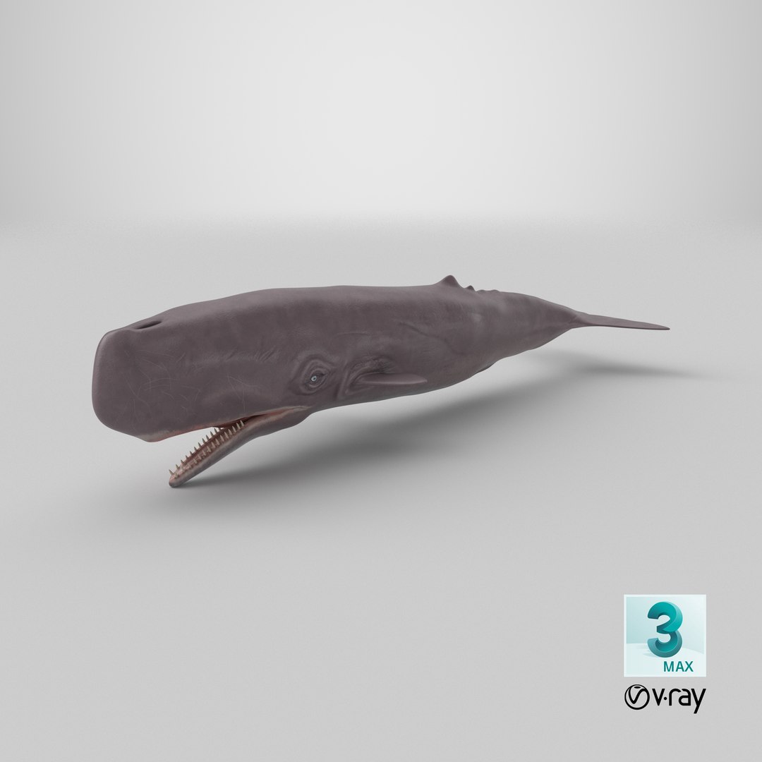 Sperm Whale 3D Model - TurboSquid 2286373