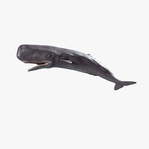 Sperm whale rigged