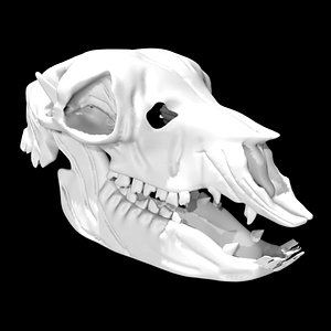 Alpaca skull
