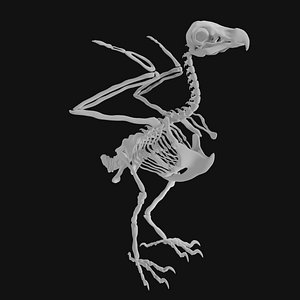 Eagle Skeleton