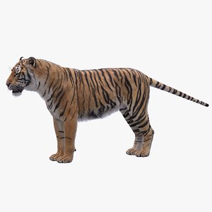 3D bengal tiger animation fur - TurboSquid 1481168