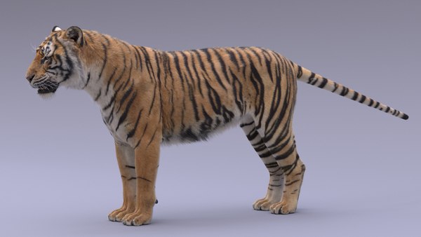 Realistic Tiger 3d Model