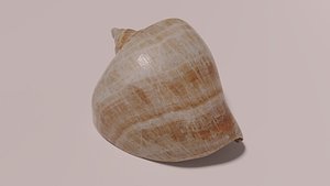 Shell