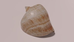 Shell