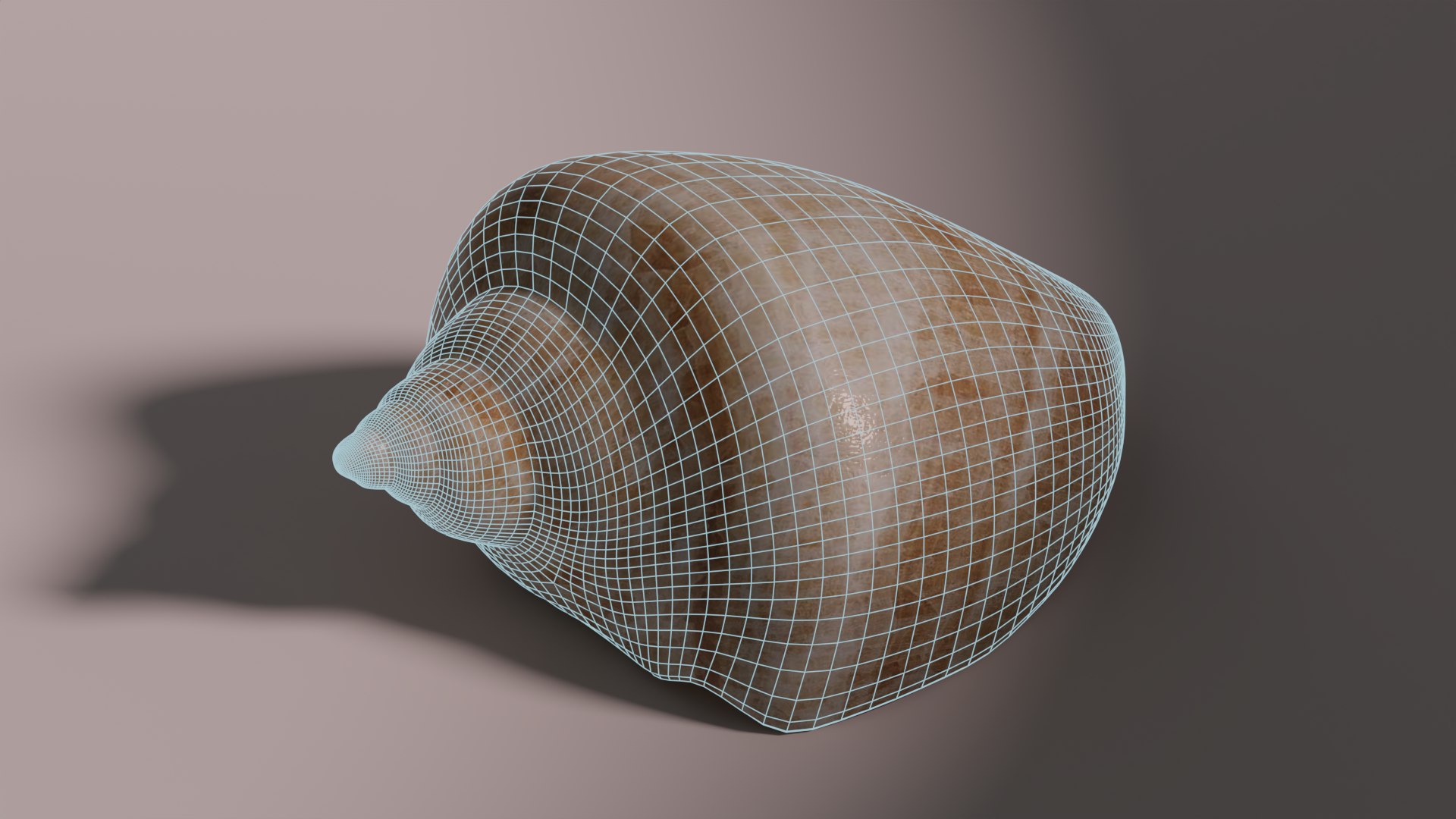 Free 3D Shell Model - TurboSquid 2067417