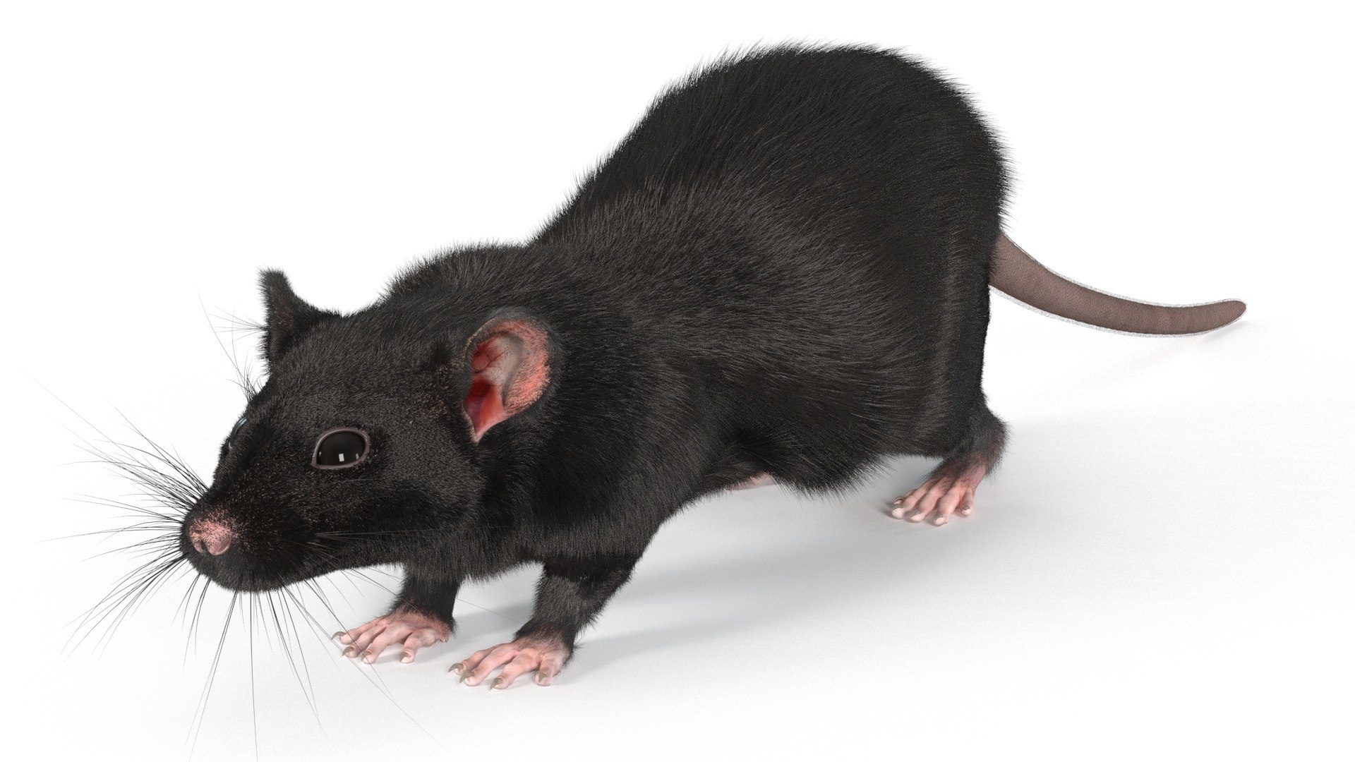 3D Fancy Rat Rigged Fur - TurboSquid 2376306