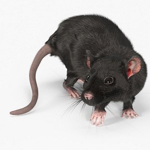 Fancy Rat Rigged Fur