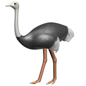 3d ostrich animal savanna model