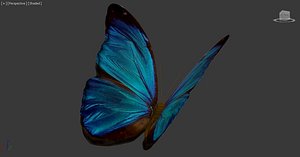 butterfly