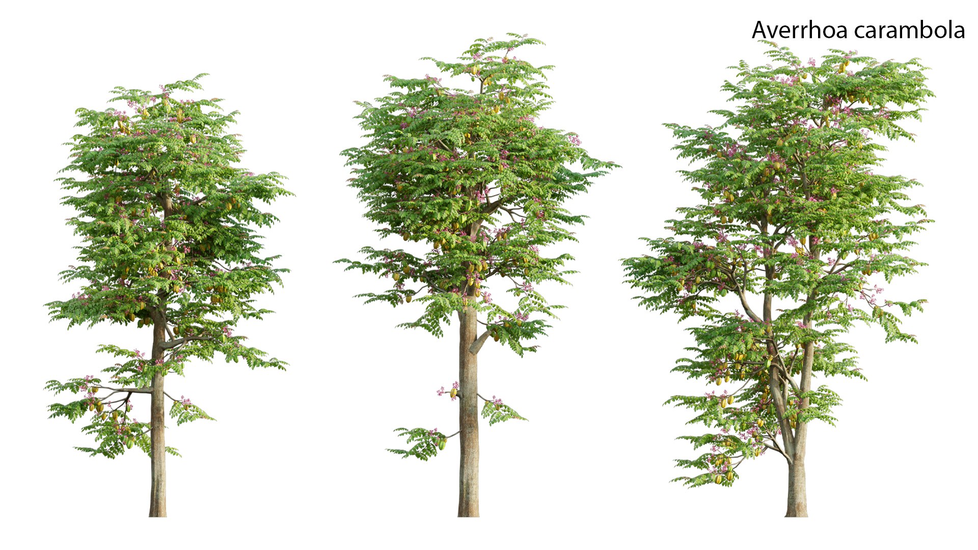 Collection 33 - Tropical garden 02 3D model https://p.turbosquid.com/ts-thumb/Lj/1hgC9D/TZ/3dtree_averrhoacarambola_02_01/jpg/1689932862/1920x1080/fit_q87/97778f997a538c56b4c8407a2f5fc26726788f28/3dtree_averrhoacarambola_02_01.jpg