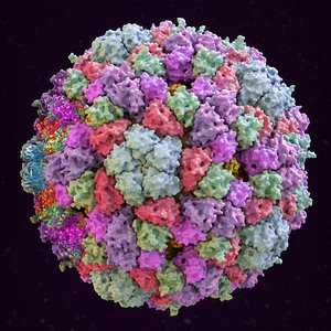 Enterobacteria Bacteriophage phiX174 capsid (virus)