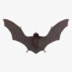 Vampire Bat